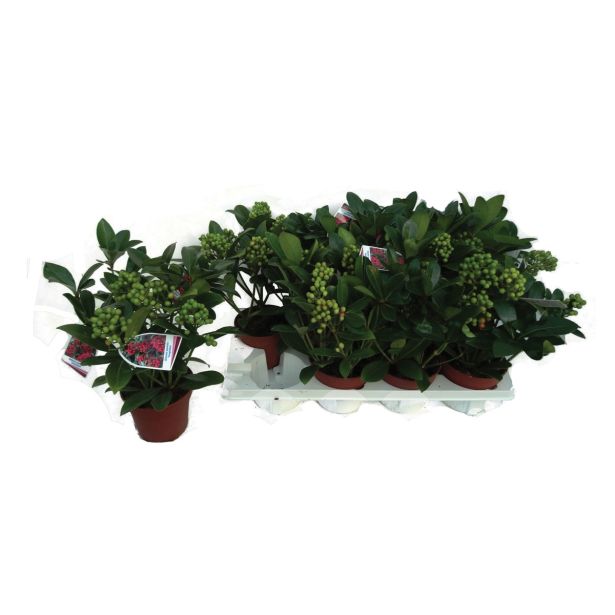 GRM SKIMIJA JAPONICA TEMPTATION