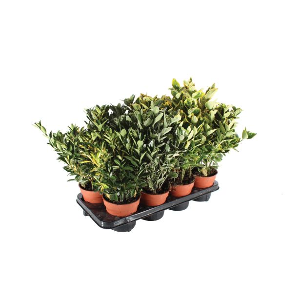 GRM TRDOLESKA EUONYMUS MIX