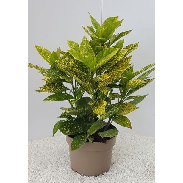 GRMOVNICA OKRASNA V LIST. AUCUBA JAP. VARIEGATA L3 L