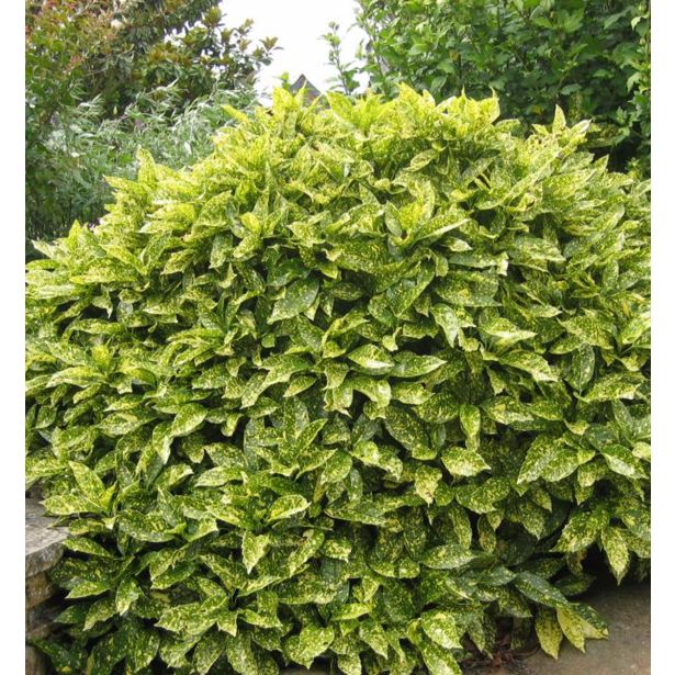 GRMOVNICA OKRASNA V LIST. AUCUBA JAP. VARIEGATA L3 L