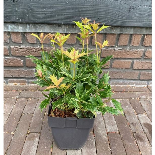 GRMOVNICA OKRASNA V LIST. DIŠEČI OSMANTUS L17