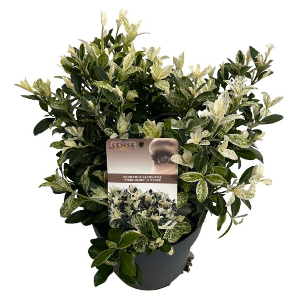 GRMOVNICA OKRASNA V LIST. JAPONSKA TRDOLESKA L23