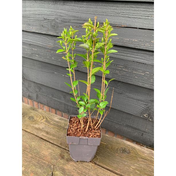 GRMOVNICA OKRASNA V LIST. LIGUSTER L17