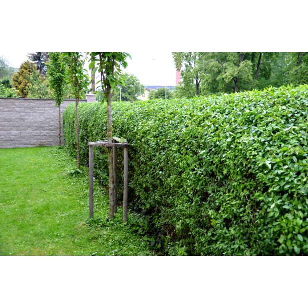 GRMOVNICA OKRASNA V LIST. LIGUSTER L18 V70