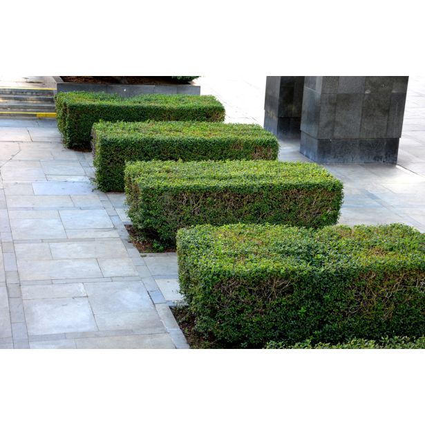 GRMOVNICA OKRASNA V LIST. LIGUSTER L18 V70