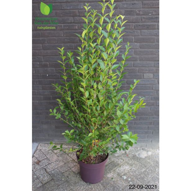 GRMOVNICA OKRASNA V LIST. LIGUSTER L18 V70