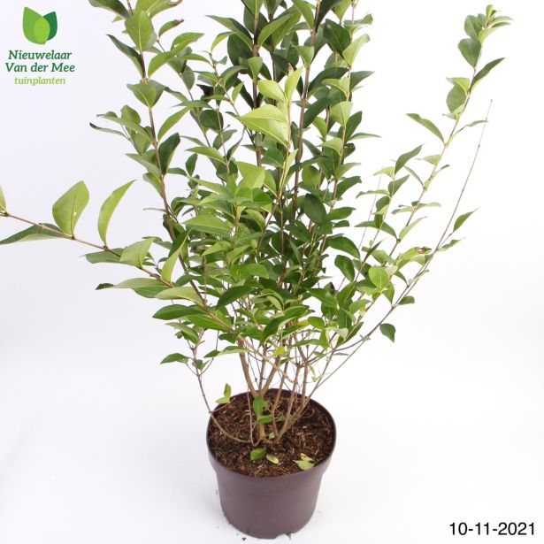 GRMOVNICA OKRASNA V LIST. LIGUSTER L18 V70