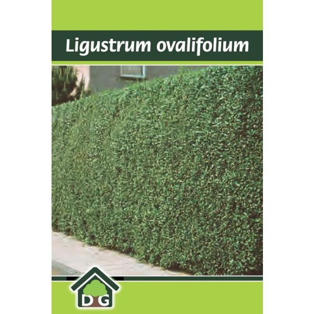 GRMOVNICA OKRASNA V LIST. LIGUSTER L18 V70