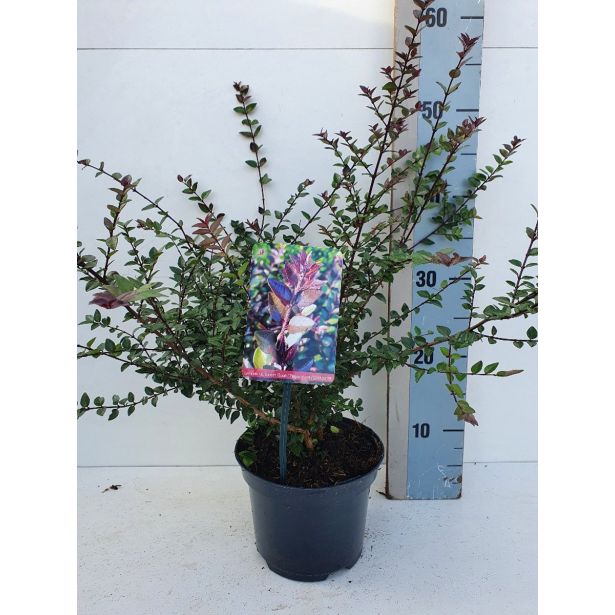 GRMOVNICA OKRASNA V LIST. LONICERA RED TIPS L17