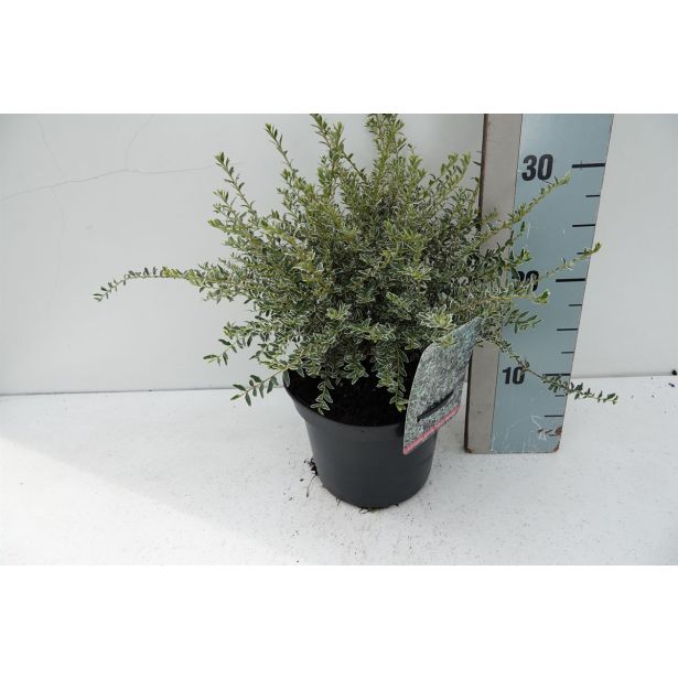 GRMOVNICA OKRASNA V LIST. LONICERA SILVER BEAUTY L17