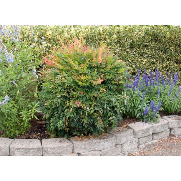 GRMOVNICA OKRASNA V LIST. NANDINA GULF STREAM L18 V30