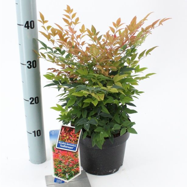 GRMOVNICA OKRASNA V LIST. NANDINA GULF STREAM L18 V30