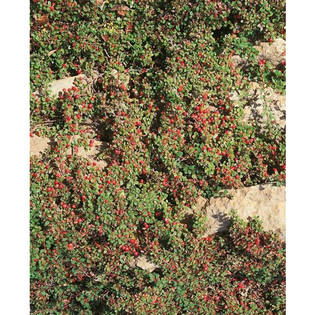 GRMOVNICA OKRASNA V LIST. POLEGLA PANEŠPLJA COOPER L9