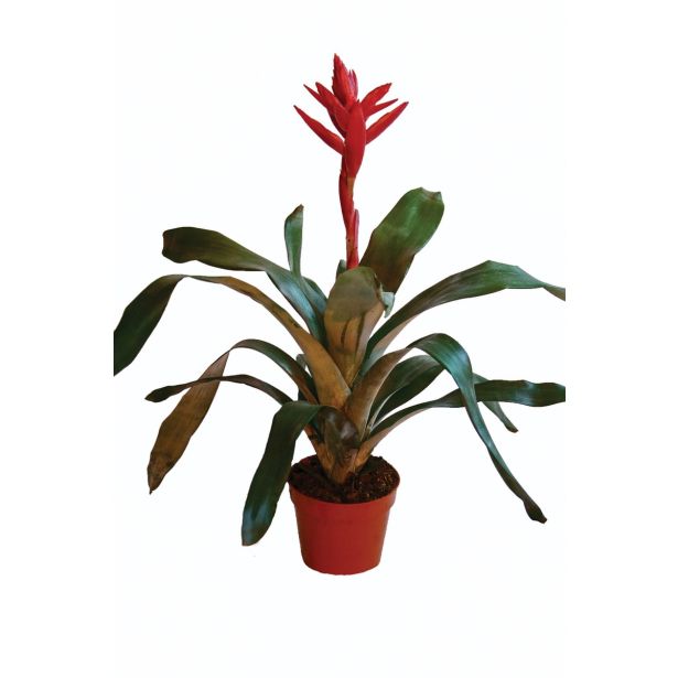 GUZMANIJA MIX L13 VIŠ 55 CM