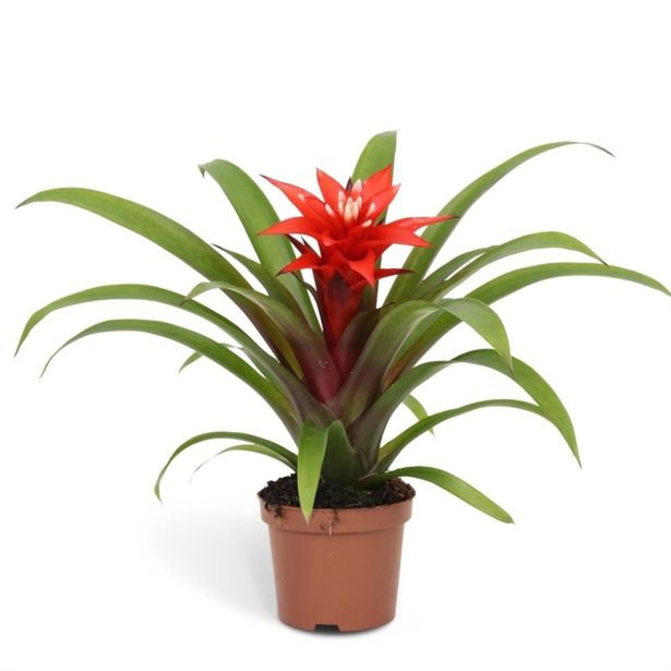 GUZMANIJA CONFETTI RDEČA L9