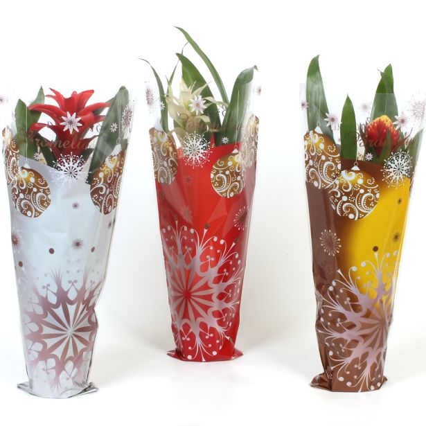 GUZMANIJA MIX CHRISTMAS L12