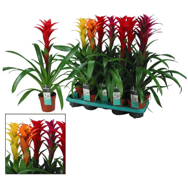 GUZMANIJA MIX L13 CM