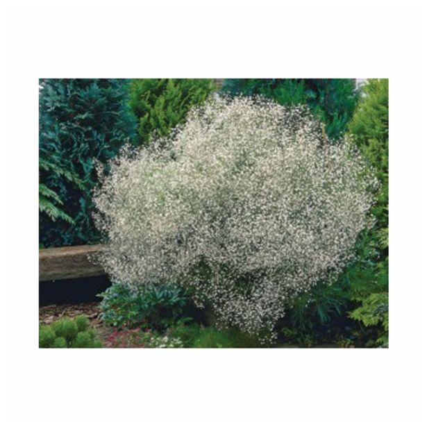 POLETI CVETOČA ČEBULICA HOLLAND BULB MARKET GYPSOPHILA PANICULATA