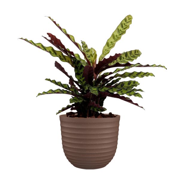 PE ZUNANJI LONEC HAVANA WAVES LINEN 40CM