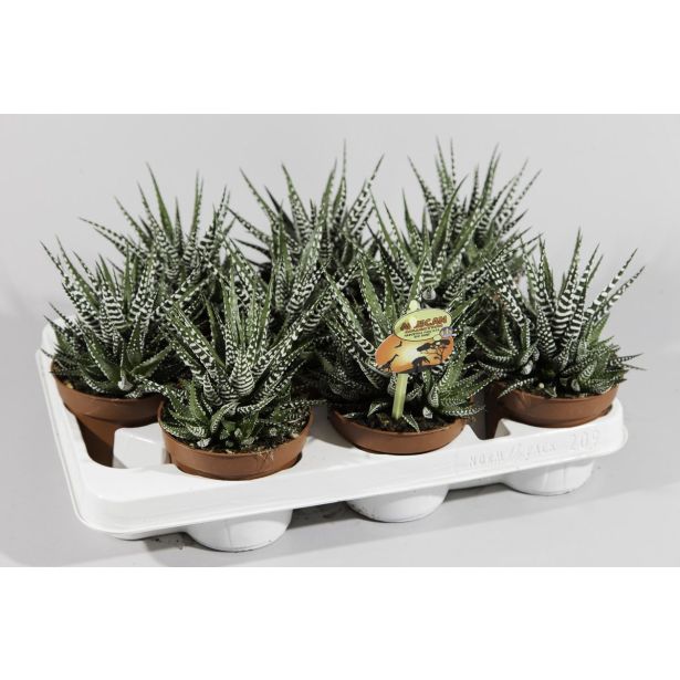 HAVORTIJA BIG BAND L10.5 CM