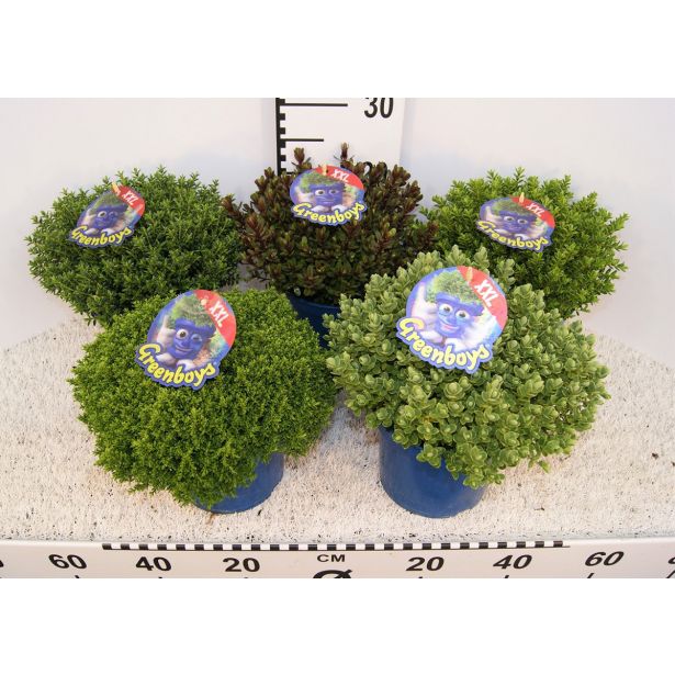 HEBA GREEN BOYS MIX L17