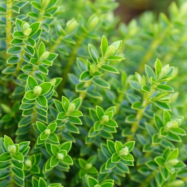 HEBA GREEN GLOBE L10.5 CM