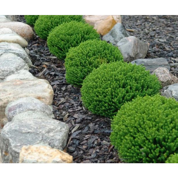 HEBA GREEN GLOBE L12 CM