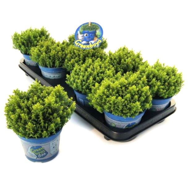 HEBA GREEN GLOBE L12 CM