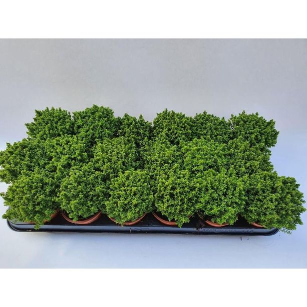 HEBA GREEN GLOBE L9 CM