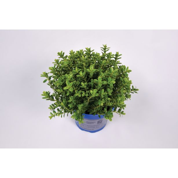 TRAJNICA HEBE, JETIČNIK ARMSTRONGI GREEN BOYS MIX