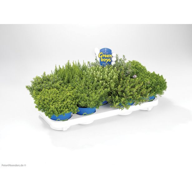 TRAJNICA HEBE, JETIČNIK ARMSTRONGI GREEN BOYS MIX