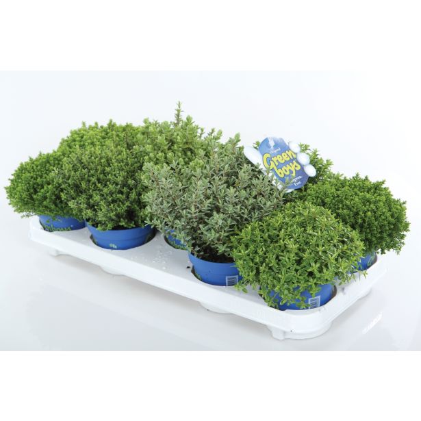 TRAJNICA HEBE, JETIČNIK ARMSTRONGI GREEN BOYS MIX