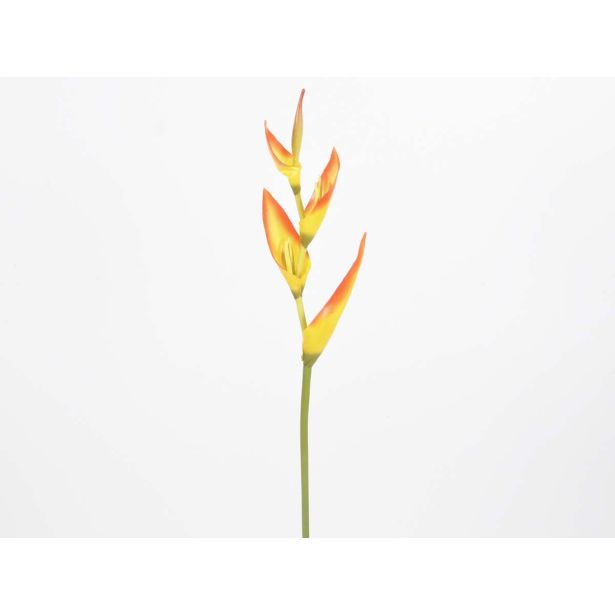 HELIKONIJA VEJICA 69CM