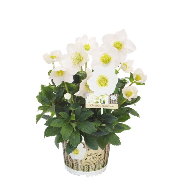 TELOH VOLMARY HELLEBORUS NIGER WINTERSUN-BOŽIČNI L14