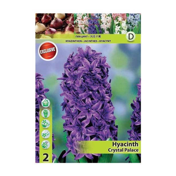 POMLADI CVETOČA ČEBULICA HOLLAND BULB MARKET HIACINTA CRYSTAL PALACE 15/16
