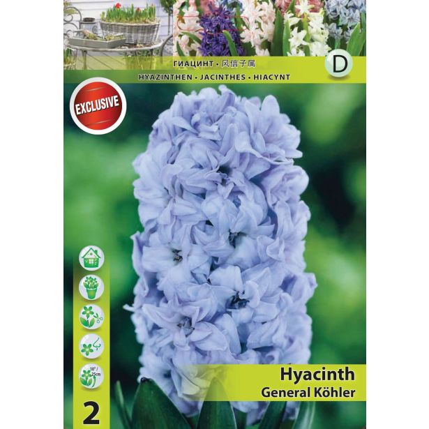 POMLADI CVETOČA ČEBULICA HOLLAND BULB MARKET HIACINTA GENERAL KÖHLER 15/16