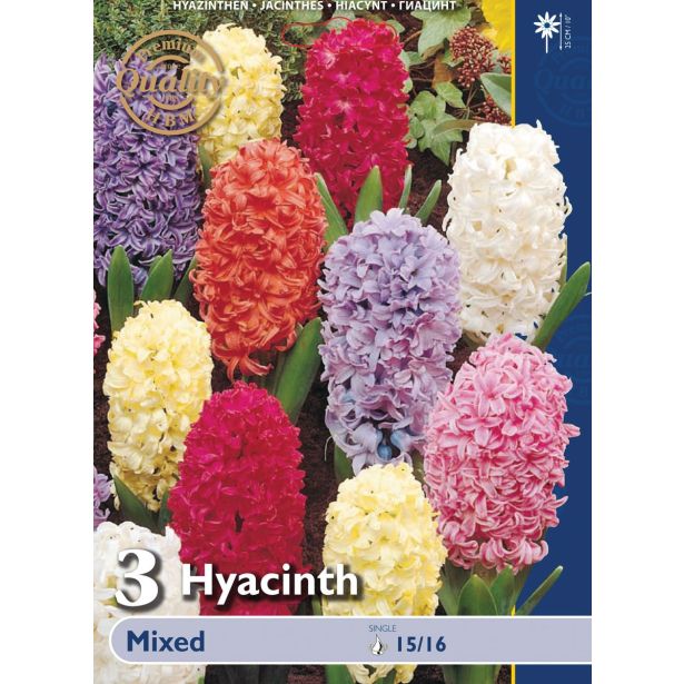 POMLADI CVETOČA ČEBULICA HOLLAND BULB MARKET HIACINTA MIXED 15/16 3KOS