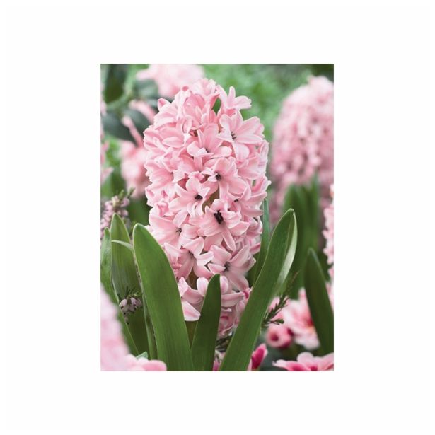POMLADI CVETOČA ČEBULICA HOLLAND BULB MARKET HIACINTA SINGLE PINK SURPRISE 15/16 3KOS