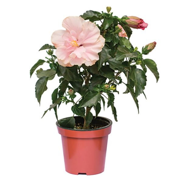 CVETOČA SOBNA RASTLINA HIBISKUS