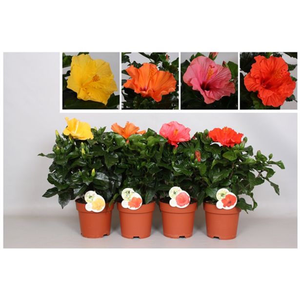 HIBISKUS GRM MIX L15