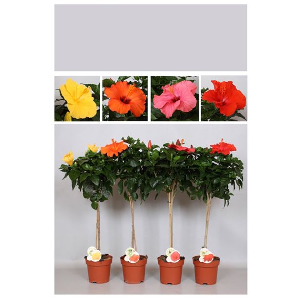 HIBISKUS NA STEBLU L17