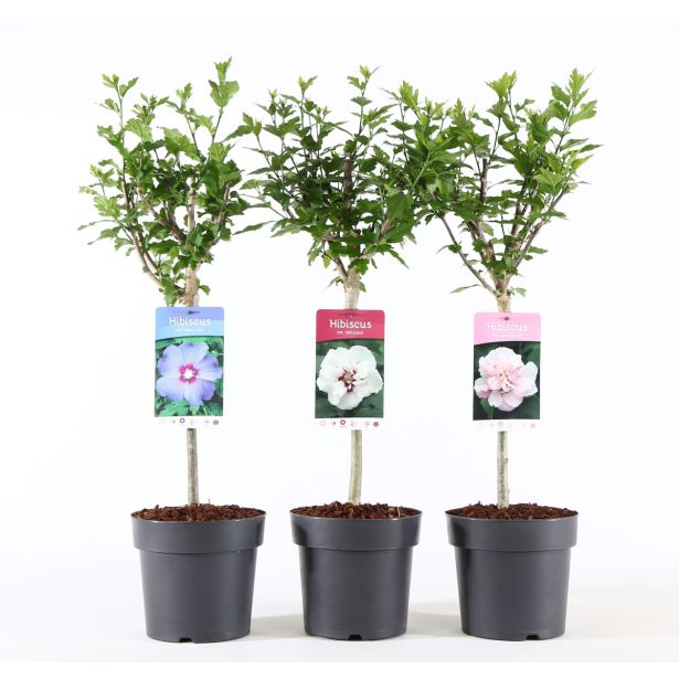 HIBISKUS OSLEZ NA STEBLU L19