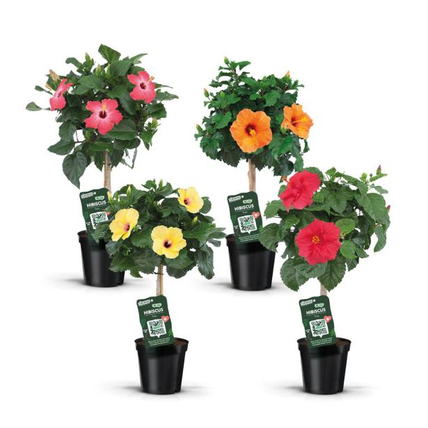 HIBISKUS ROSA SINENSIS NA DEBLU L19 CM