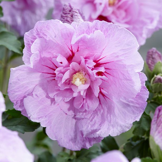 HIBISKUS Z DVOJNIMI CVETOVI (CHIFFON) L19 CM