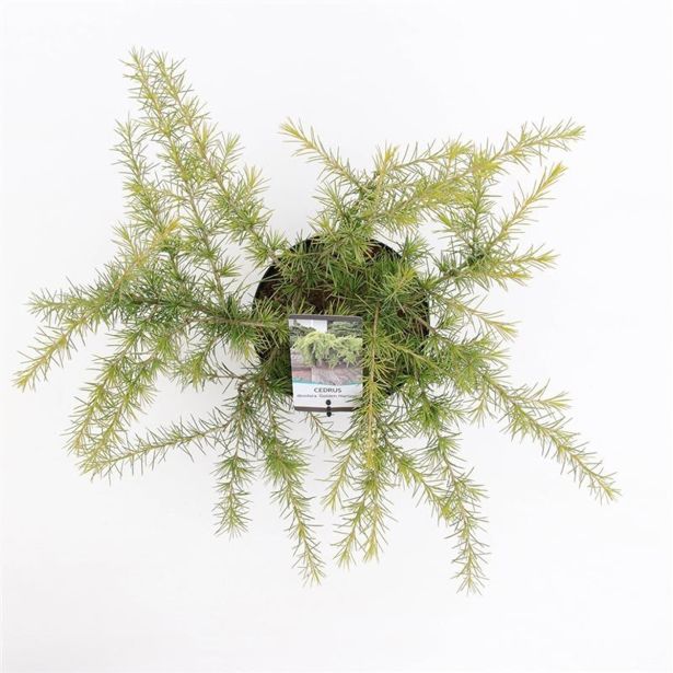 CEDRA HIMALAJSKA GOLDEN HORIZON L19