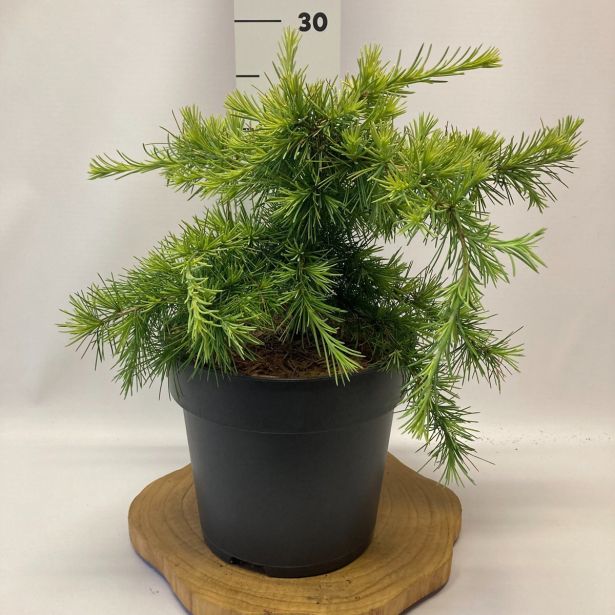 CEDRA HIMALAJSKA KELLY GOLD L20 V60