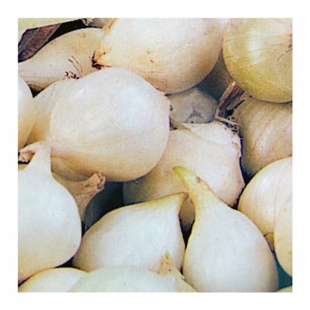 ČEBULČEK SYMBIOTICA HOLANDSKI RUMENI STUTTGARTER RIESEN 500 G