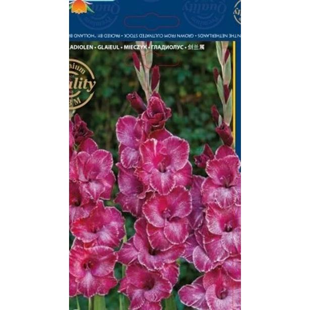HOLLAND BULB MARKET GLADIOLA RASTA PRINT