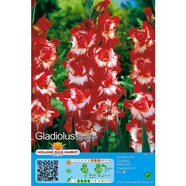 HOLLAND BULB MARKET GLADIOLA SPARKLER