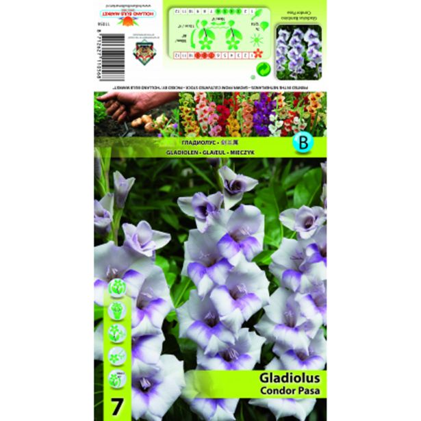 HOLLAND MARKET BULB GLADIOLA CONDOR PASA